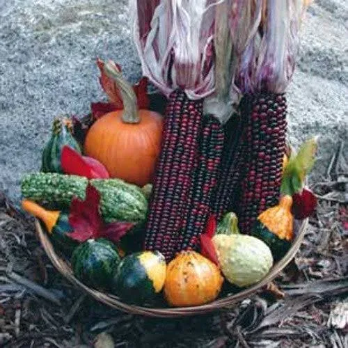Corn Dent Bloody Butcher Seeds