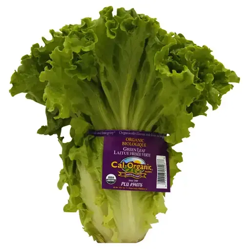 Organic Green Leaf Lettuce