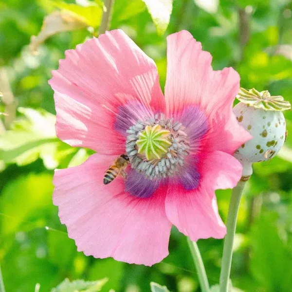 Pepperbox Poppy Seeds