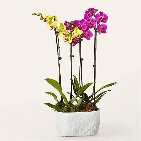 Proflowers Purple & Yellow Orchid Garden