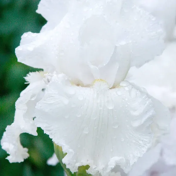Holland Bulb Farms Immortality Reblooming Bearded Iris