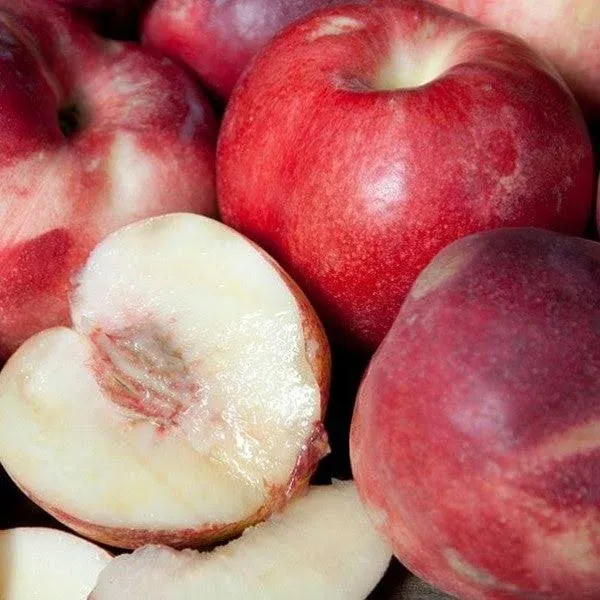 C&J Gardening Center Arctic Star White Nectarine General Fruit Tree