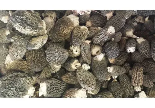 Frozen Wild USA Morels