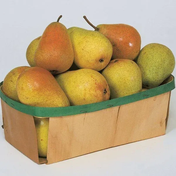 Colette Everbearing Pear Tree - Dwarf