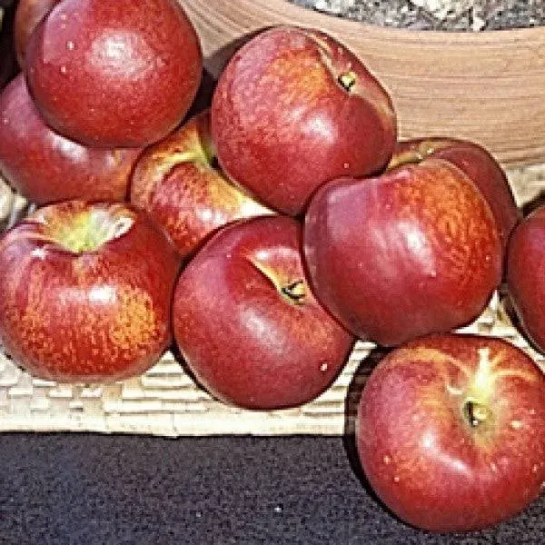 C&J Gardening Center Desert Dawn Yellow Nectarine General Fruit Tree