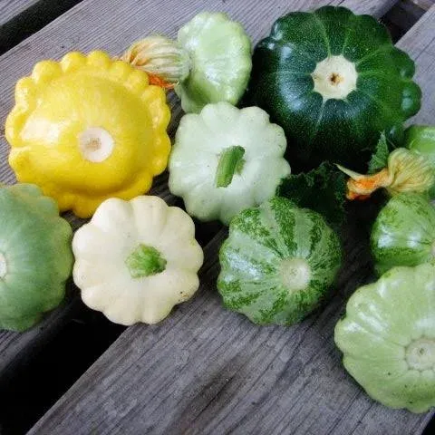 Squash Summer Scallop Blend Seeds