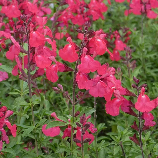 FlowerKisser Coral-Pink Salvia, Sage - Plant