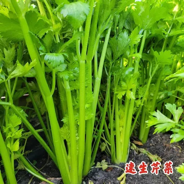 Celery Seasons Fast