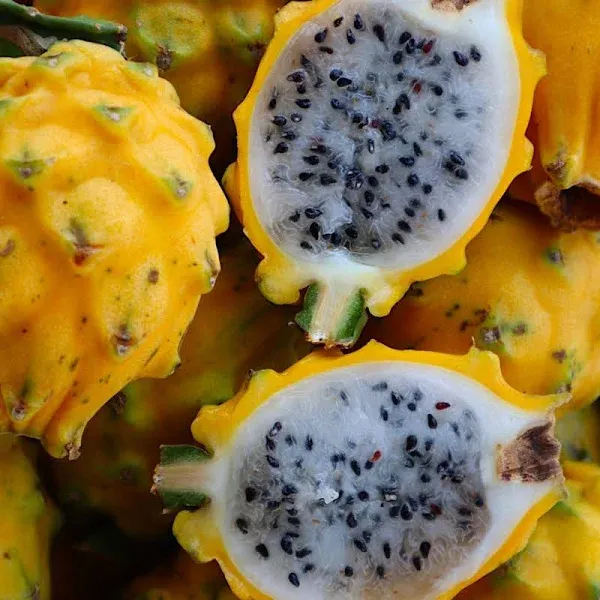 Organic Yellow Dragon Fruit