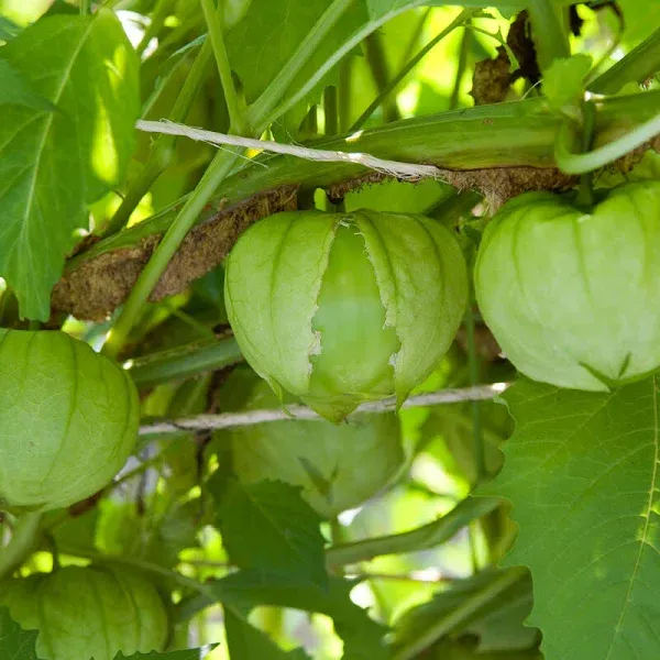 Tomatillo Verde Toma Seeds