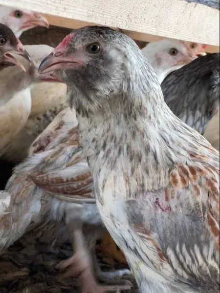 Heirloom Hard Chickens