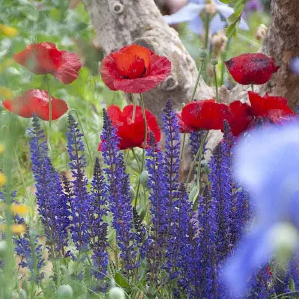 Bulk Poppy Seeds Turkish Tulip