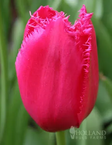 Holland Bulb Farms Burgundy Lace Fringed Tulips