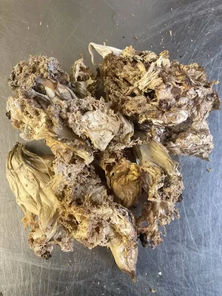 Dried Wild Lion's Mane Mushrooms