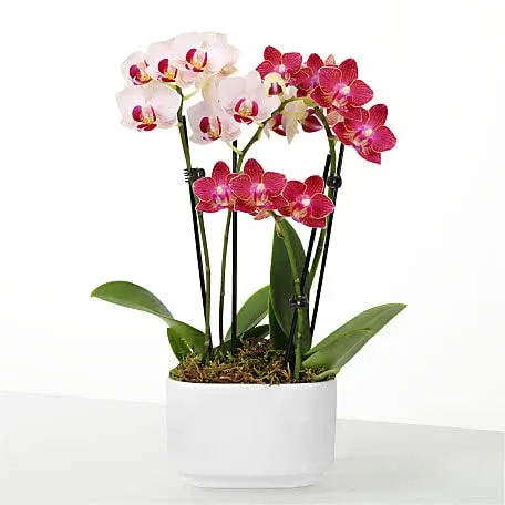 FTD Let Love Grow Orchid Duo