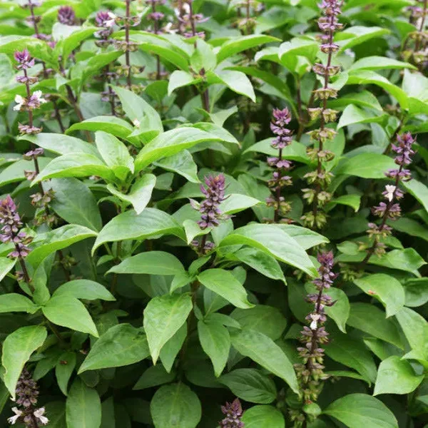 Herb Basil Tulsi Rama Seeds
