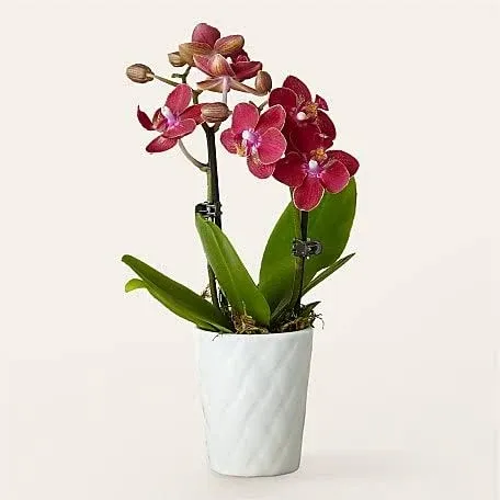 Proflowers Mini Orchid