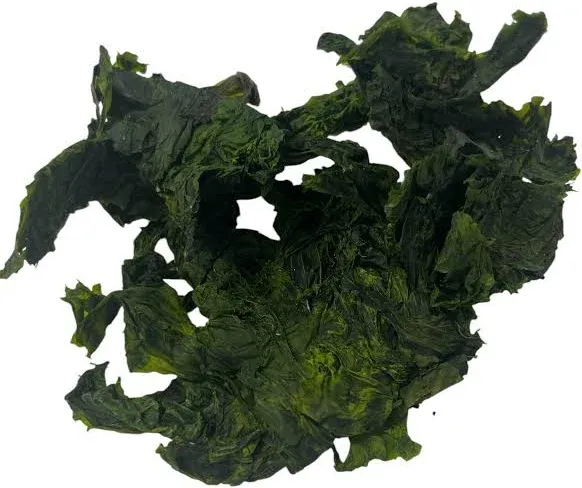 Sea Lettuce