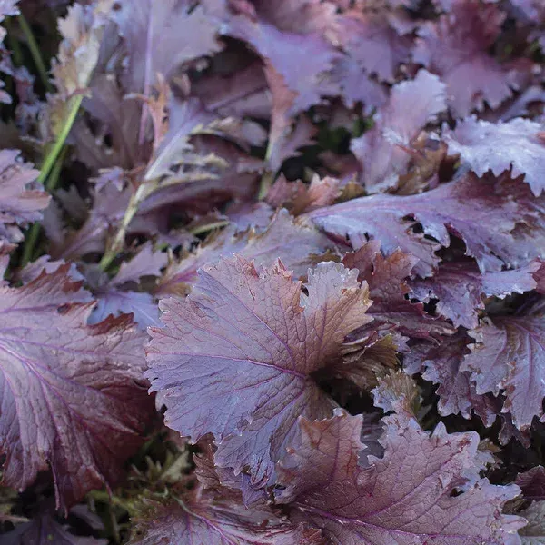 Leafy Greens Mustard Miz America Hybrid Seeds