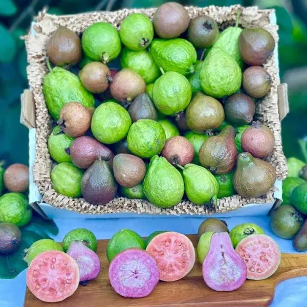 Ultimate Chef's Collection Fresh Red Guava