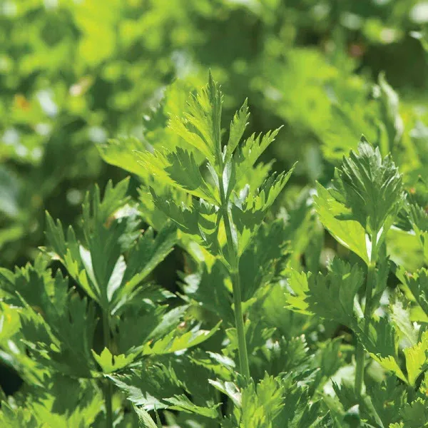 Herb Celery Cutting Seeds