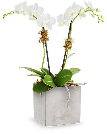 Teleflora Orchid Artistry