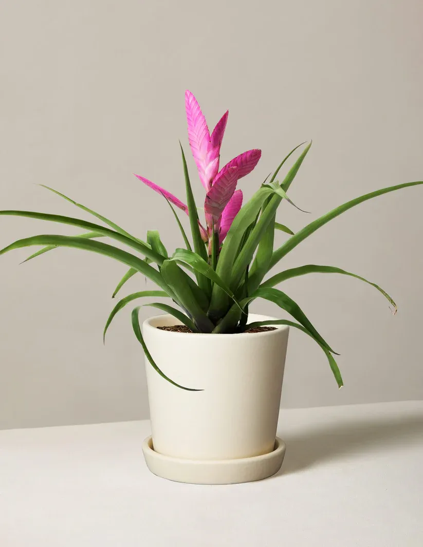 Bromeliad Antonio Pink
