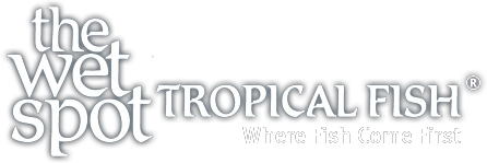 Wet Spot Tropical Fish