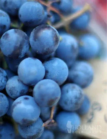 Blue Concord Grape Plant | Holland Bulb Farms