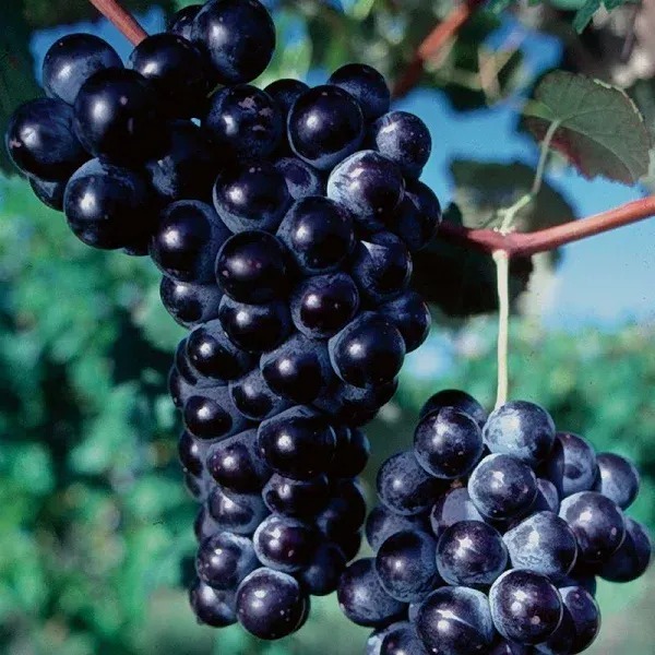 Concord Seedless Grape Vine - Bare-root