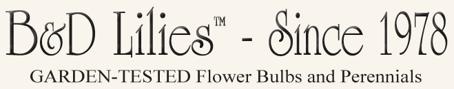 B&D Lilies