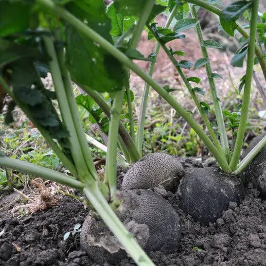 Radish Black Spanish Seeds