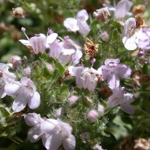 Reiter Creeping Thyme, Thymus Reiter - Plant