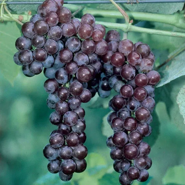 Saint Theresa Grape Vine - Bare-root