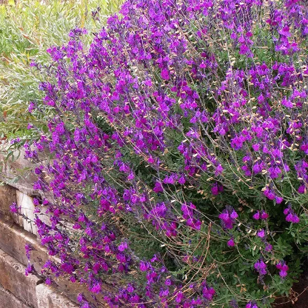 Ultra Violet Salvia Plant