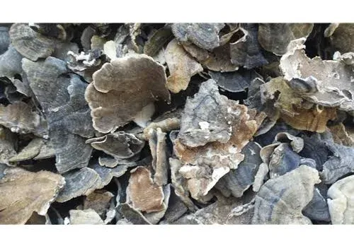 Wild USA Dried Turkey Tail Mushrooms
