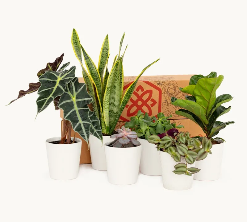 Plant Subscription, per month