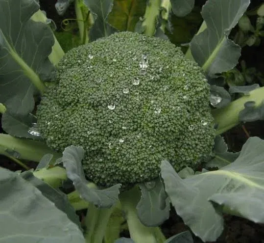 Broccoli Green Chief
