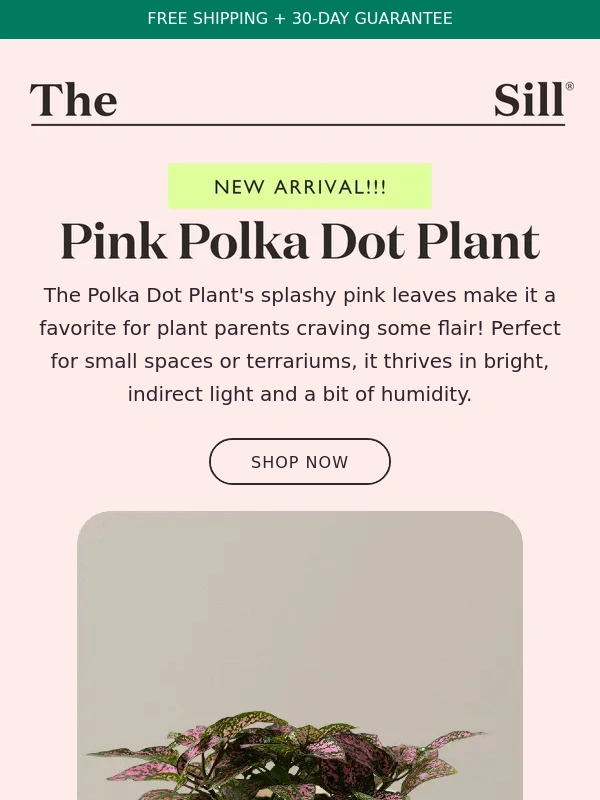 The Sill - Pink Plants Are Having a Moment ?