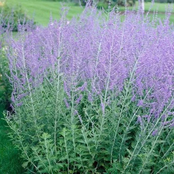 Russian Sage Plant