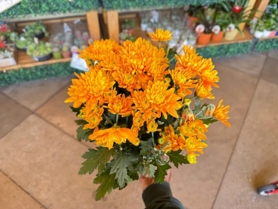 Trader Joes Assorted Mum Plants