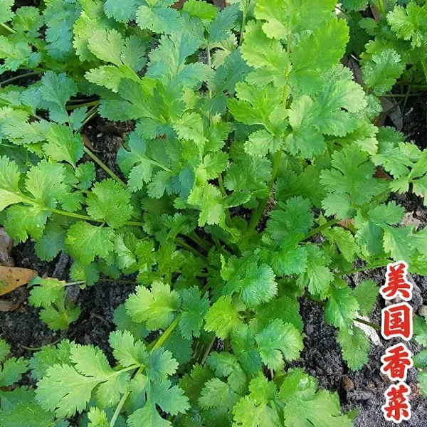 Cilantro Leisure