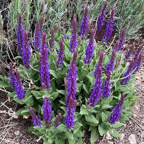 Little Night Salvia Plant