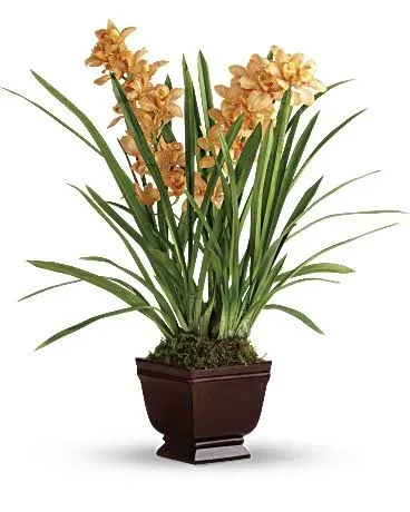 Teleflora Regally Yours Orchid