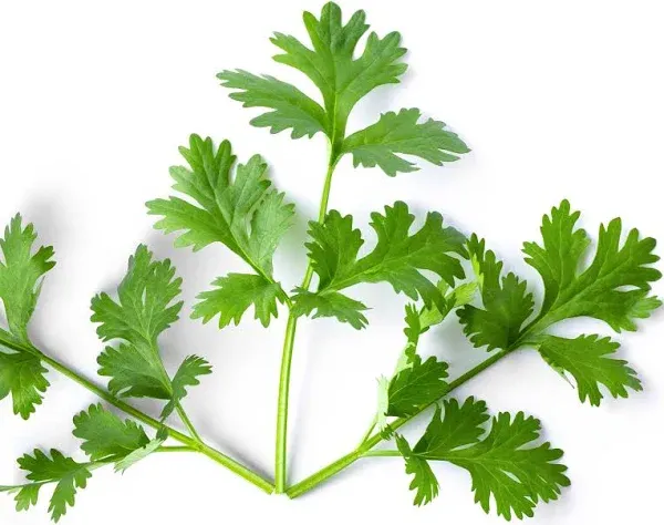 Cilantro Seeds Leisure Seeds