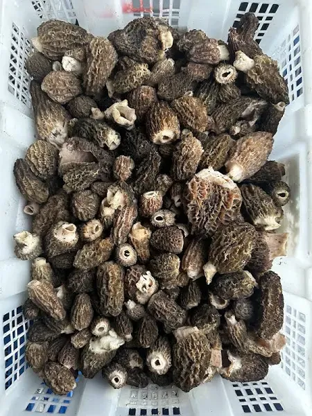 Fresh WILD Morel Mushrooms
