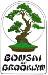 Bonsai of Brooklyn
