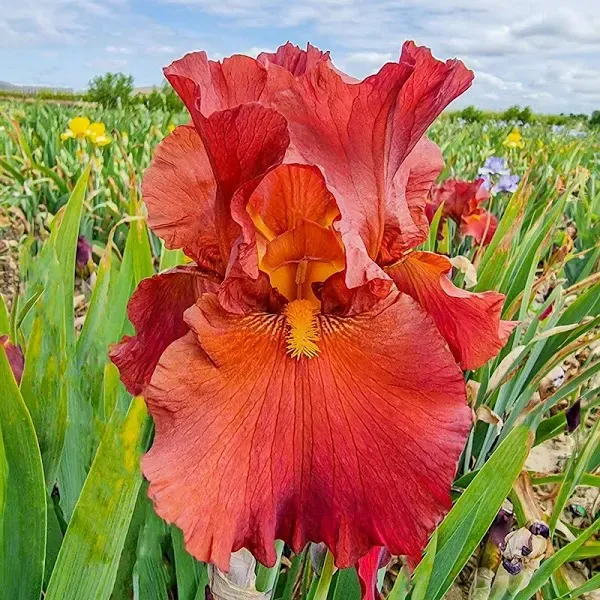 Lest We Forget Reblooming Bearded Iris