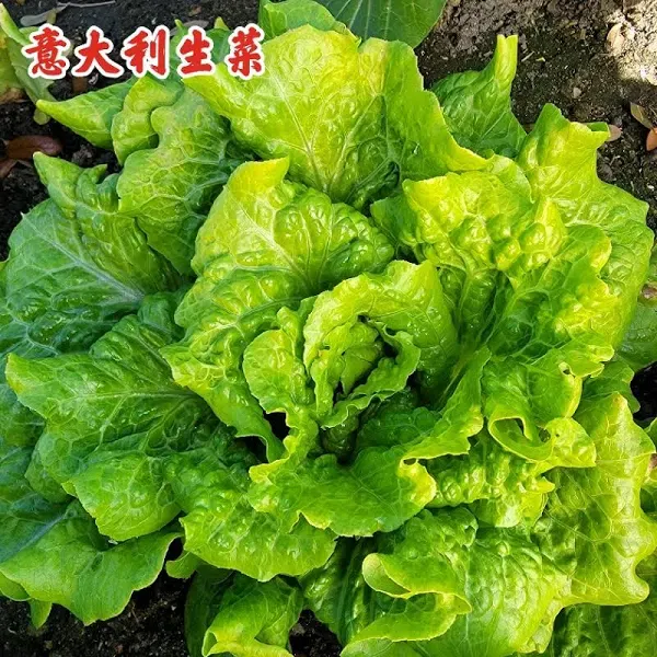 Lettuce Italian Green