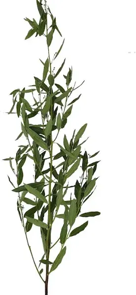 Bay Leaf 40 Stems